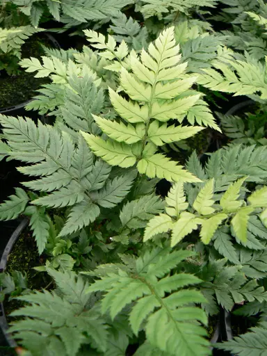 polystichum-rigens-3