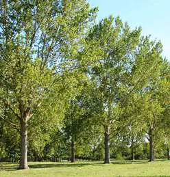 Poplar Kawa trees with lush, green foliage.