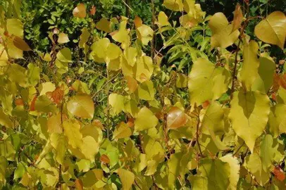 Poplar Manawatu Gold yellow foliage.