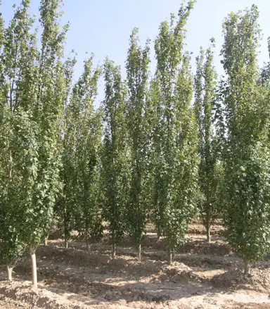 Populus alba pyramidalis trees with a narrow growth habit.