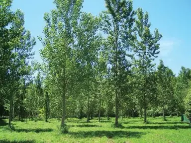 Populus euramericana Veronese trees with lush green foliage.