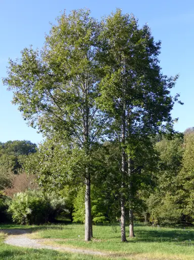 Populus yunnanensis trees with lush, green foliage.