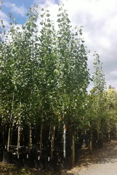 Buy Populus 'Crows Nest' - Poplar | Free Freight Over $150