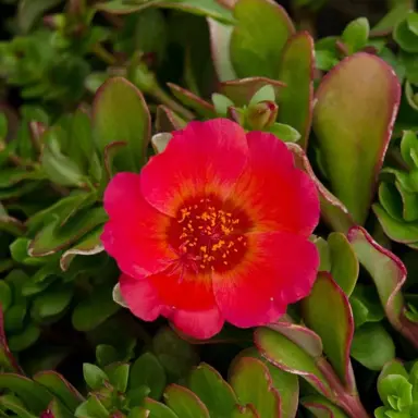 Portulaca Pazzaz Red Glow plant with a red flower.