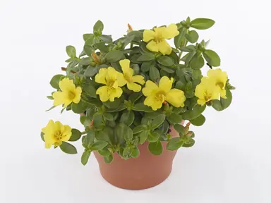 Portulaca Pazzaz Yellow plant with beautiful yellow flowers.