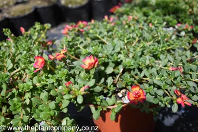 portulaca-pizzaz-sunset-