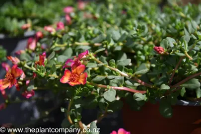 portulaca-pizzaz-sunset-1