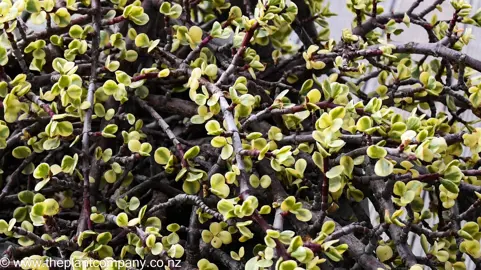 portulacaria-afra-variegata--9