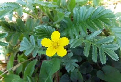 Potentilla anserina plant with green foliage and a yellow flower.