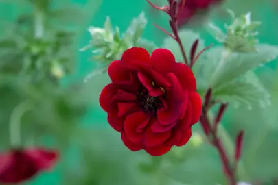 Potentilla Double Red flower.