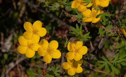 Potentilla fruticosa shrub with yellow flowers and green foliage.