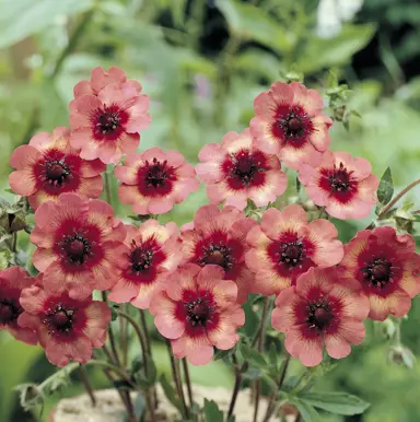 Potentilla Melton Fire light orange flowers.