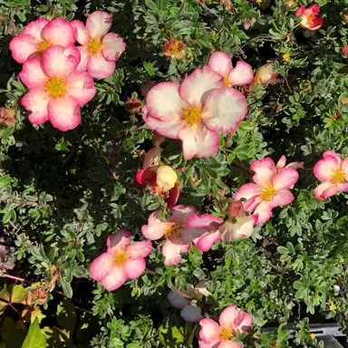 Potentilla Raspberry Delight plant with fine green foliage and elegant pink flowers.