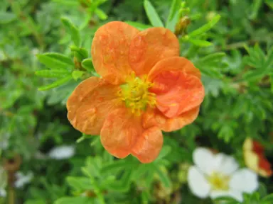 Potentilla Red Ace orange flower and fine, green foliage.