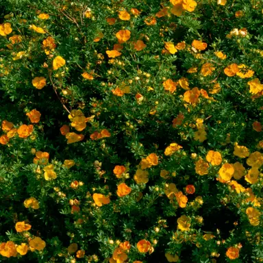 Potentilla Tangerine plant with masses of elegant, orange flowers.