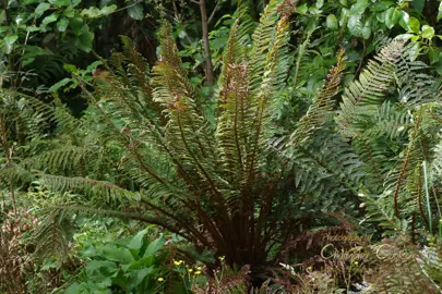 polystichum-vestitum-