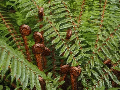 polystichum-vestitum-1