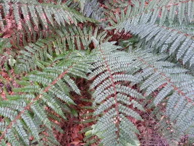 polystichum-vestitum-2