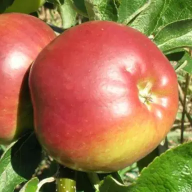 'Priscilla' apple fruit.