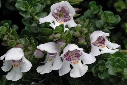 Prostanthera cuneata white and red flowers with lush, dark green foliage.