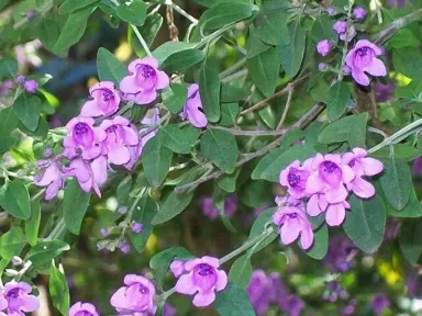 Prostanthera Edgintonii plant with dark pink flowers and lush foliage.