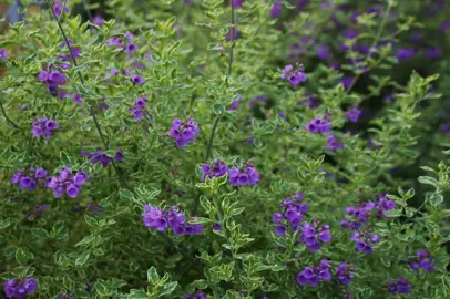 Prostanthera ovalifolia variegata shrub with masses of pink flowers and elegant, variegated foliage.