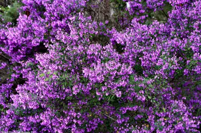 Prostanthera ovalifolia shrub covered in pink flowers.