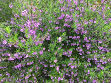 Prostanthera phylicifolia shrub with masses of pink flowers.