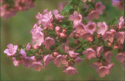 Prostanthera rotundifolia rosea pink flowers held on a stem.