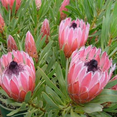 Protea 'Burgundy Nipple' flowers.