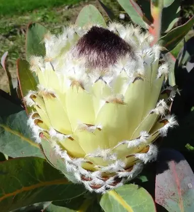 protea-coronet-peak-