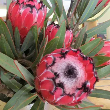 protea-fiery-sunset-