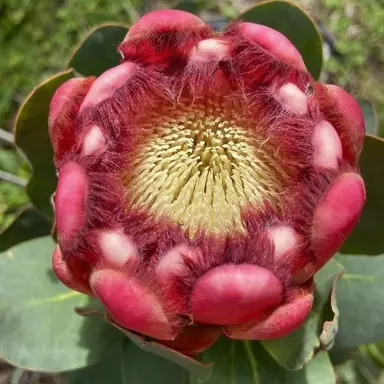 protea-grandiceps-