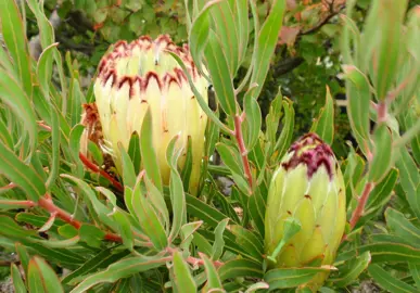 protea-limelight-