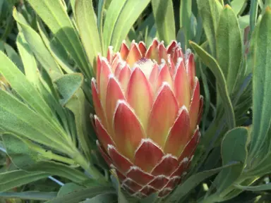 A large pink and orange flower head on Protea 'Possum Magic'.