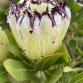 Protea 'Purity' flower.