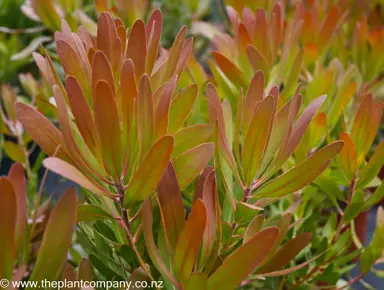 protea-red-ice--1