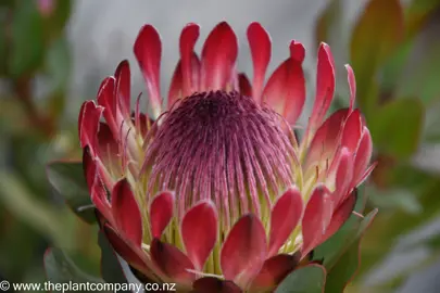 protea-sylvia--1