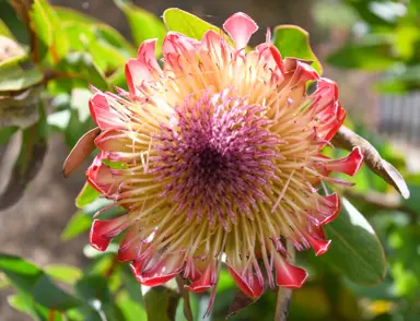 Protea 'Sylvia' orange and pink flower.