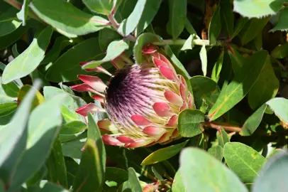 Protea 'Sylvia' flower amidst green-grey foliage.