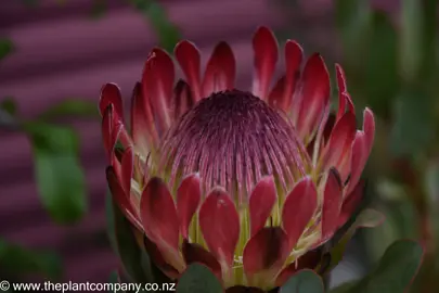 protea-sylvia-