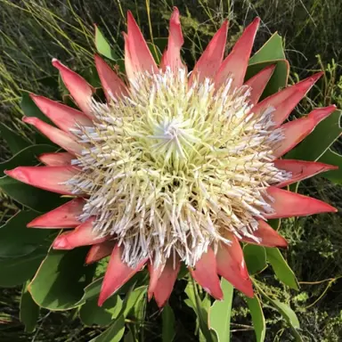 protea-tsitsikamma-