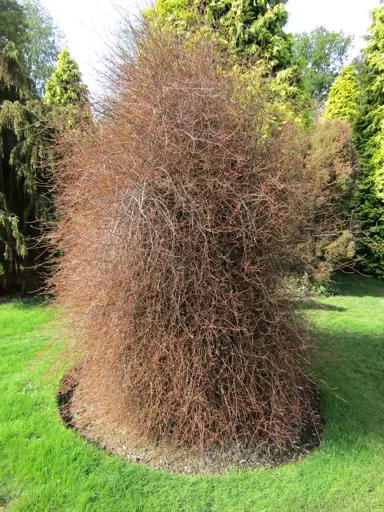 Prumnopitys taxifolia (Matai) juvenile tree growing as a specimen in a park.