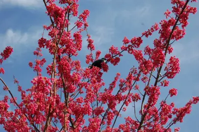 Prunus campanulata superba with pink flowers and a tui in the tree.