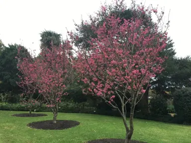 Prunus campanulata superba trees with pink flowers in a garden.