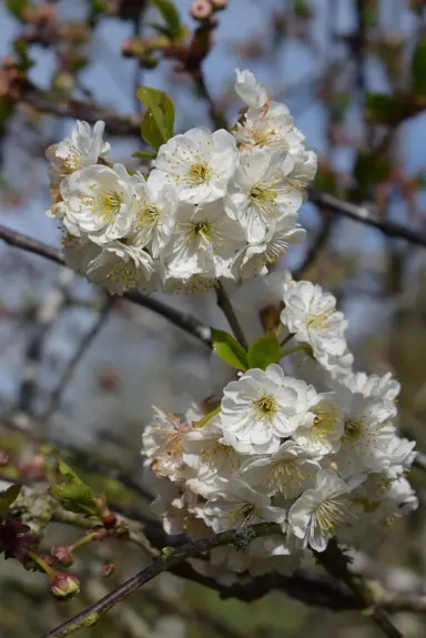 prunus-rhexii-1