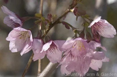 prunus-craiglea-rose-