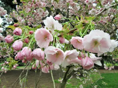 prunus-ichiyo-1