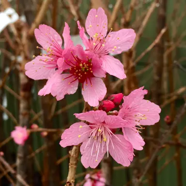 Prunus 'Jim's Delight' rose pink flowers on a tree.