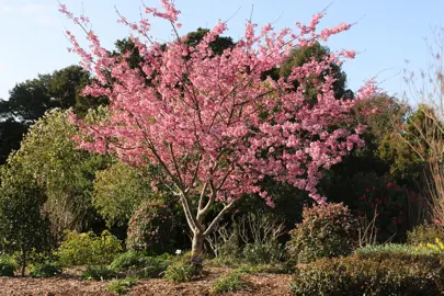 prunus-pink-cloud-